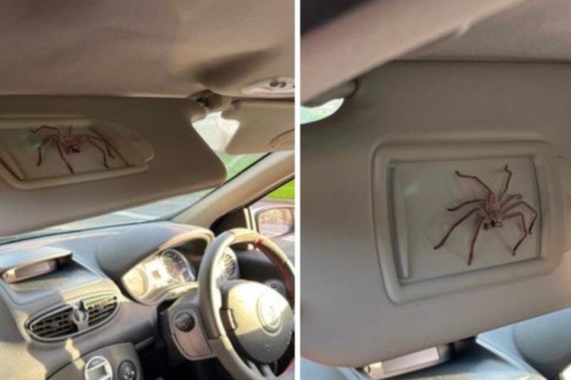 Desde que foi “adotada”, aranha vive no carro do ‘dono’ – Foto: Chris Taylor/Reprodu&ccedil;&atilde;o