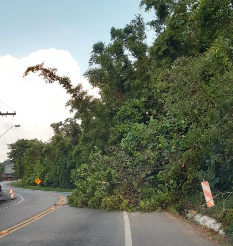 &Aacute;rvore caiu sobre a pista no Morro da Lagoa da Concei&ccedil;&atilde;o – Foto: Arquivo – PMRv/Divulga&ccedil;&atilde;o/ND
