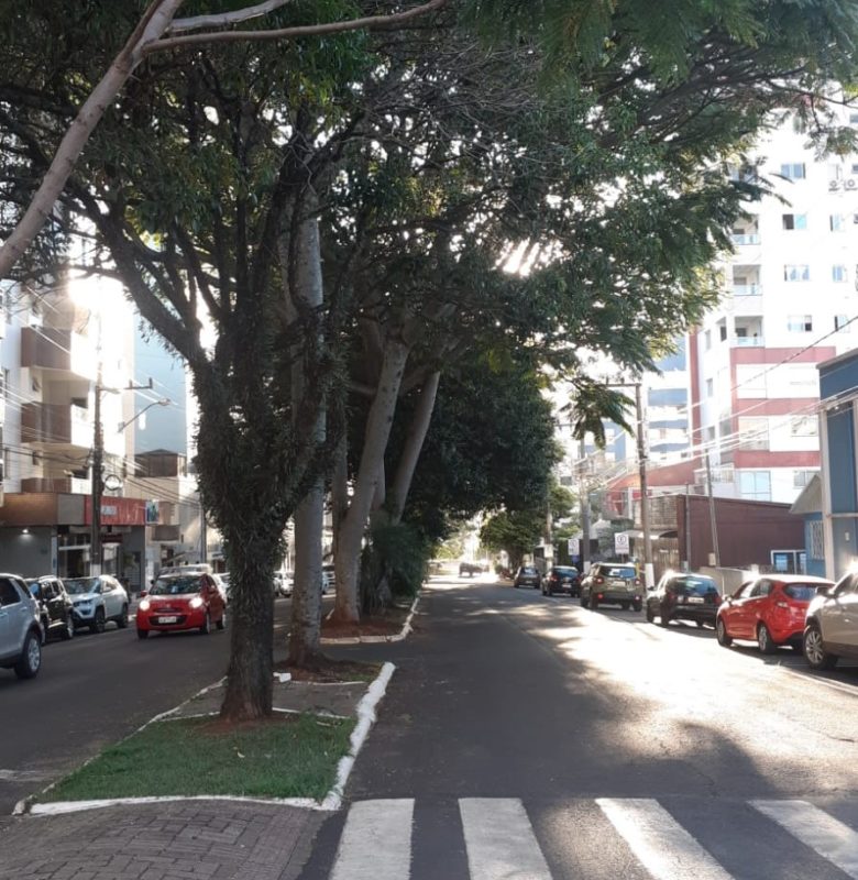 &Aacute;rvores antigas est&atilde;o na Rua Guapor&eacute;, no centro – Foto: Prefeitura de Chapec&oacute;/Divulga&ccedil;&atilde;o/ND