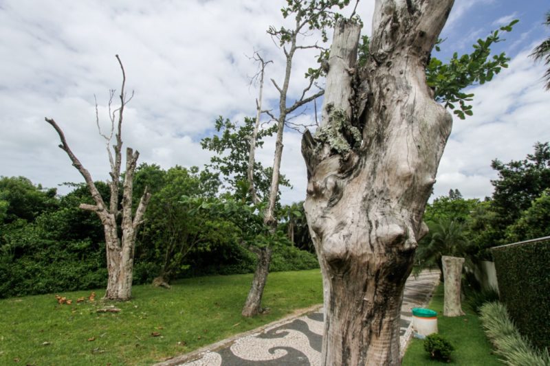 Empresa descobre esp&eacute;cie das &aacute;rvores mortas – Foto: Leo Munhoz/ND