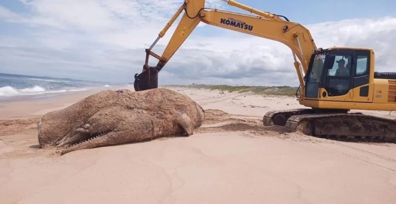 A baleia cachalote "quarentona" foi encontrada em novembro de 2021, na Praia Grande