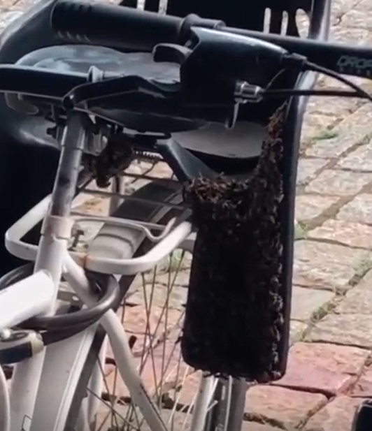 Enxame de abelhas em bicicleta, no bairro Atiradores em Joinville