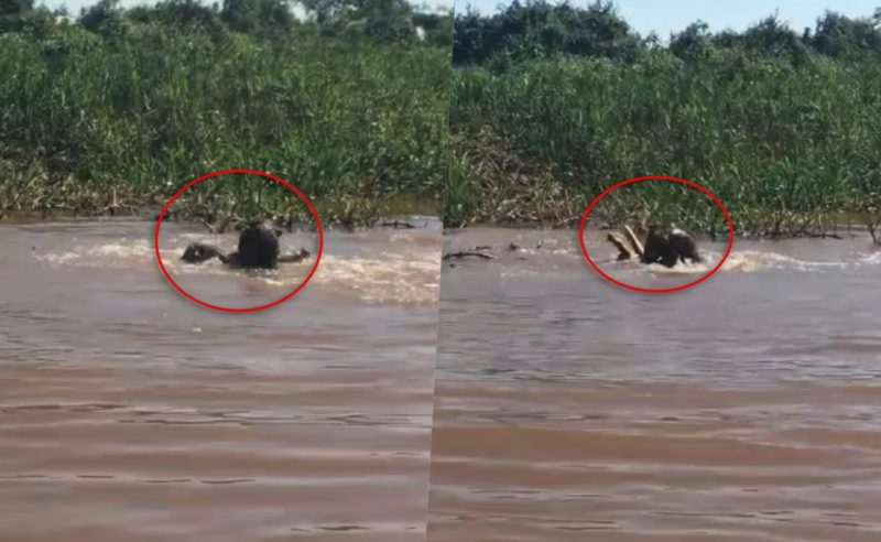 Briga ocorreu no Pantanal – Foto: Reprodu&ccedil;&atilde;o/ND