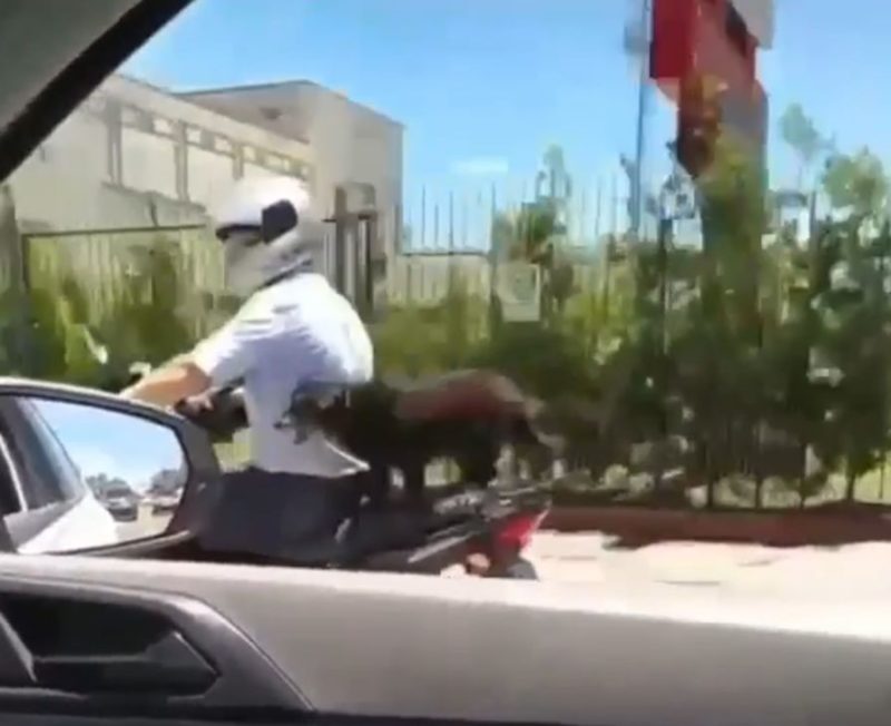 Atitude de levar cachorro sem prote&ccedil;&atilde;o na moto poderia ter causado um acidente – Foto: Reprodu&ccedil;&atilde;o/Internet