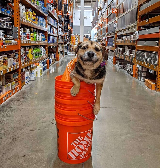 FOTOS: Cachorro sorridente ganha uniforme por &#39;trabalhar&#39; em loja | ND Mais