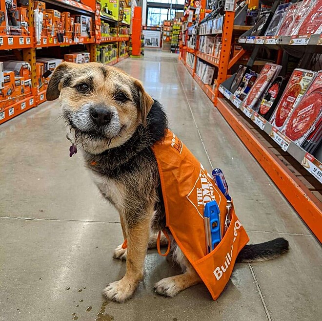 FOTOS: Cachorro sorridente ganha uniforme por &#39;trabalhar&#39; em loja | ND Mais