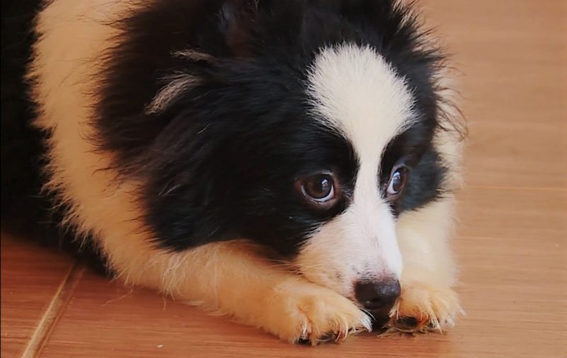 Tutores poder&atilde;o levar os pets com a doen&ccedil;a para atendimento veterin&aacute;rio gratuito – Foto: Matheus Nunes/NDTV