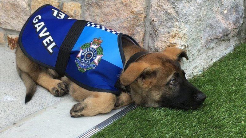 Gavel foi ‘expulso’ do time de c&atilde;es da pol&iacute;cia por ser bonzinho demais – Foto: Governo de Queensland/BBC/ND