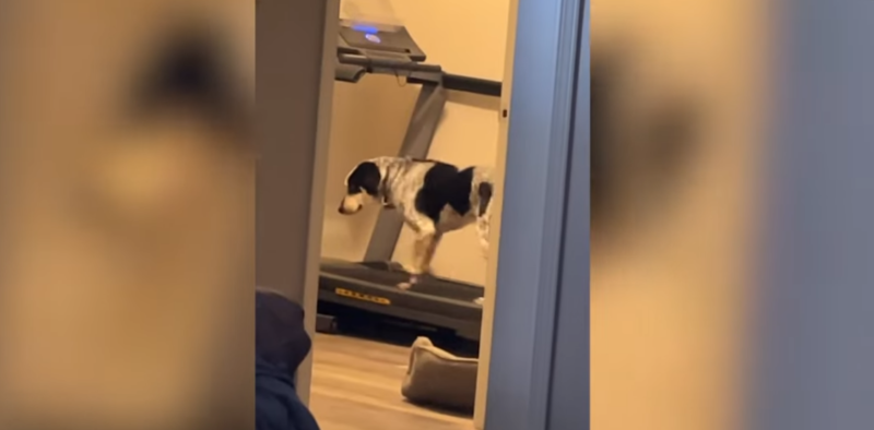 Chamado Bowie, o c&atilde;o foi caminhar na esteira por conta pr&oacute;pria – Foto: Divulga&ccedil;&atilde;o/internet