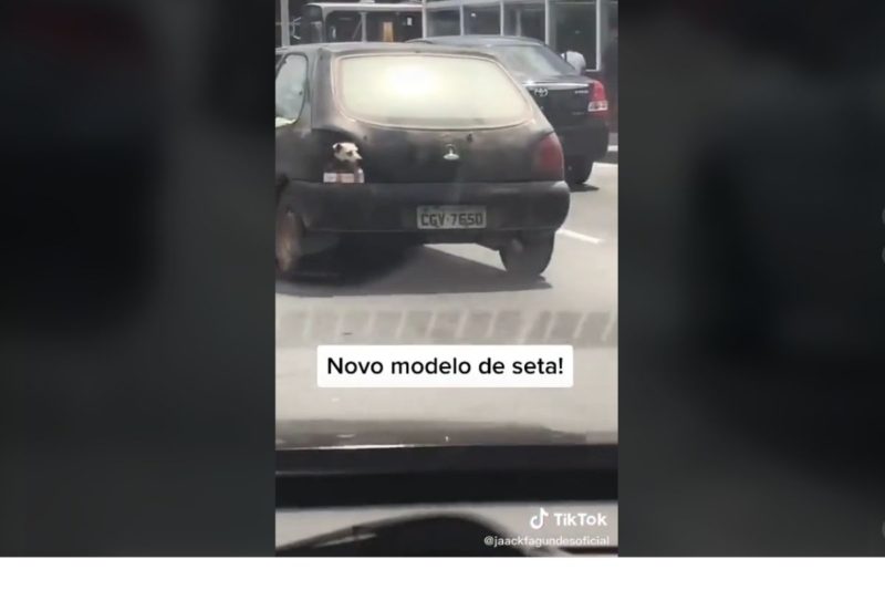 Cachorrinho chamou aten&ccedil;&atilde;o em “novo modelo de seta” – Foto: Internet/Reprodu&ccedil;&atilde;o