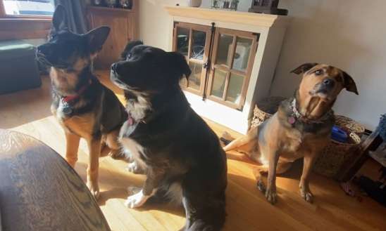 Na imagem os três cachorros que foram resgatados pelos meninos