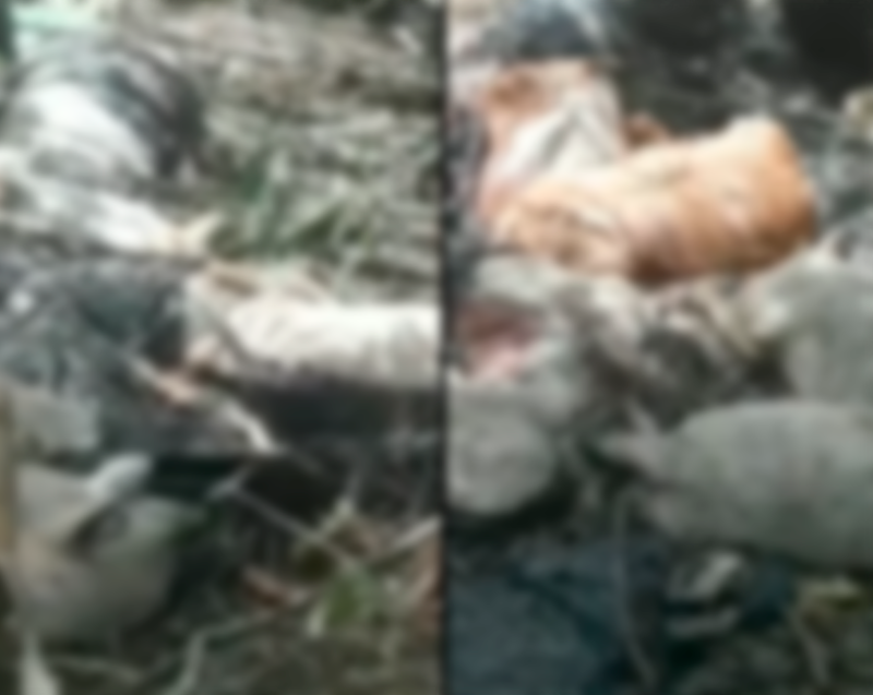 Imagens mostram vários cachorros decapitados em SP