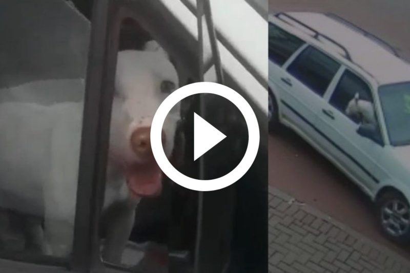 Cachorro estava sozinho no carro, quando engatou a r&eacute; e ‘manobrou’ ve&iacute;culo – Foto: Reprodu&ccedil;&atilde;o/Internet