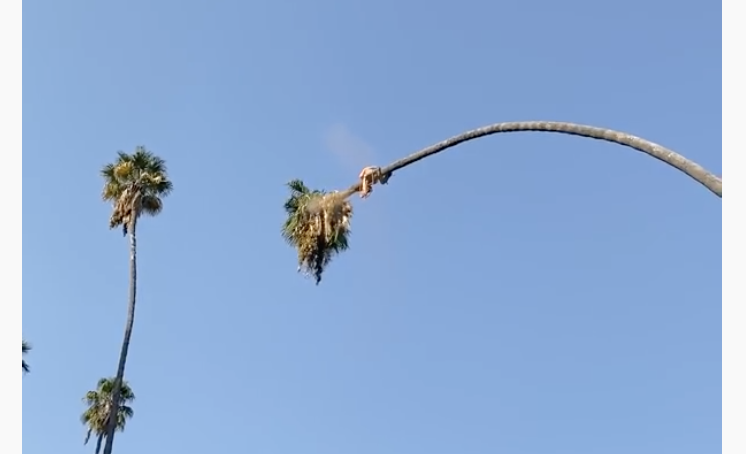 V&iacute;deo insano mostra arborista cortando topo de uma palmeira, mas o pior viria depois – Foto: Reprodu&ccedil;&atilde;o