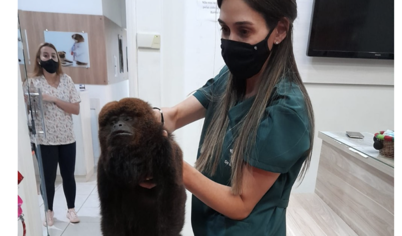 Macaco foi pego dentro de um provador, mas saiu da loja sem nada – Foto: Reprodu&ccedil;&atilde;o