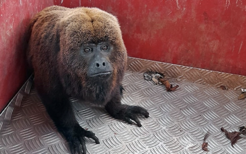 No provador estava apenas o macaco, sem, roupas. Aparentemente, n&atilde;o gostou do estilo da loja – Foto: Reprodu&ccedil;&atilde;o