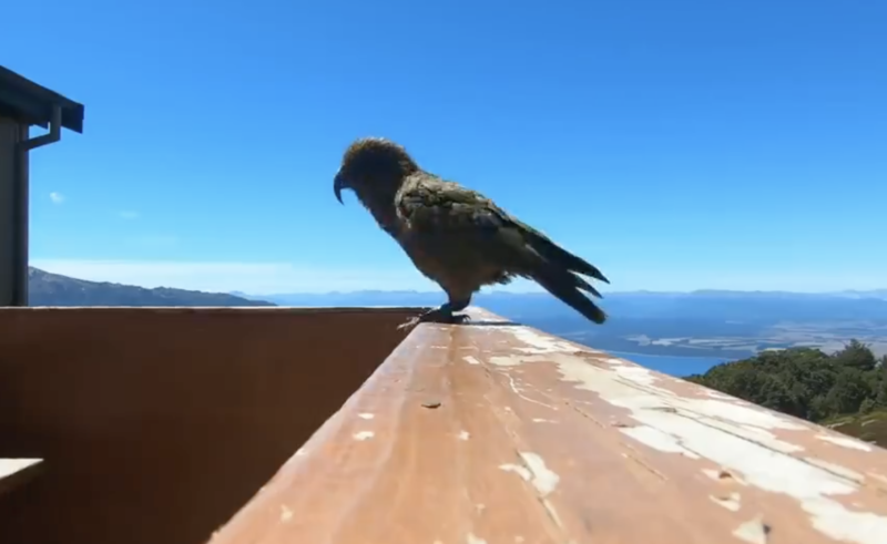 Papagaio cleptoman&iacute;aco prepara o bote para roubar a GoPro – Foto: Reprodu&ccedil;&atilde;o