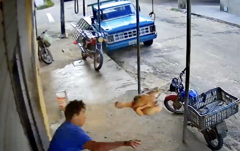 Frango abatido vira arma contra assaltante – Foto: Reprodu&ccedil;&atilde;o