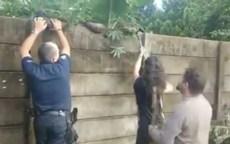 Suruci PSDB sai de cima do muro gra&ccedil;as a a&ccedil;&atilde;o de bi&oacute;logo – Foto: Reprodu&ccedil;&atilde;o