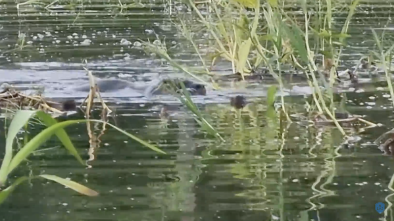 Primeiro o pescador pensou que fosse acasalamento, mas depois viu que era luta mortal entre duas ariranhas – Foto: Reprodu&ccedil;&atilde;o