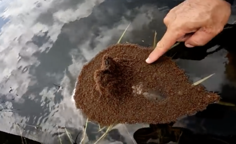 Pescador n&atilde;o resistiu, mexeu no formigueiro e deu no que deu – Foto: Reprodu&ccedil;&atilde;o