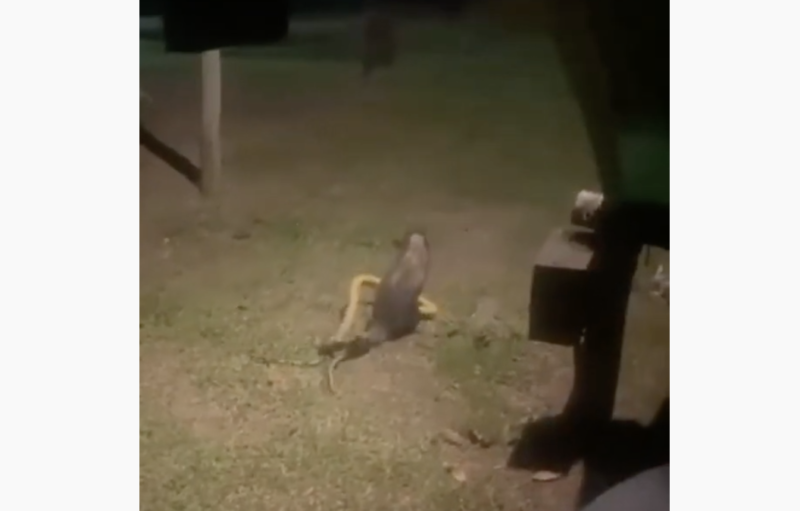 Gamb&aacute; e cobra travam duelo de vida ou morte: quem vai devorar quem? – Foto: Reprodu&ccedil;&atilde;o