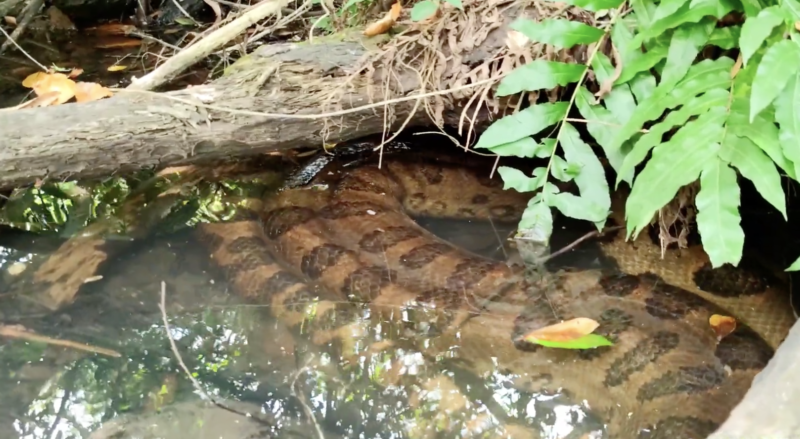 Sucuri gigante foi flagrada em sua toca por guia tur&iacute;stico de Bonito, no Mato Grosso do Sul – Foto: Reprodu&ccedil;&atilde;o