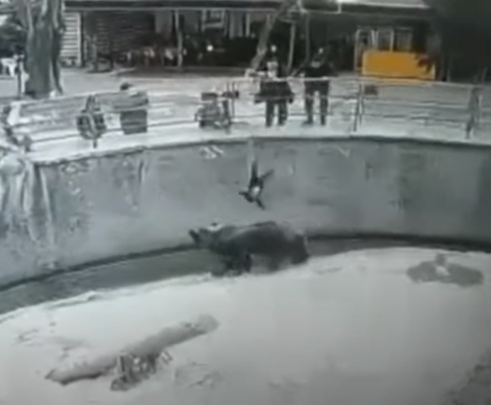 Instante em que crian&ccedil;a cai dentro da jaula do urso no zool&oacute;gico – Foto: Internet/Reprodu&ccedil;&atilde;o/ND