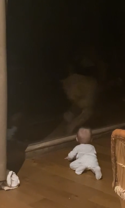 Guepardo tenta atacar beb&ecirc; – Foto: Internet/Reprodu&ccedil;&atilde;o/ND