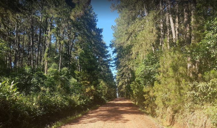 A Estrada do Pinho segue aberta para caminhada, ciclismo e para as trilhas pela floresta. &mdash; Foto: Arquivo ICMBio/Reprodu&ccedil;&atilde;o/ND