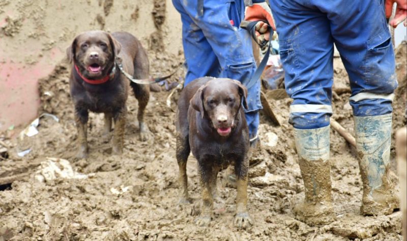 Maioria dos c&atilde;es que est&atilde;o atuando em Petr&oacute;polis tem condutores formados em Santa Catarina. – Foto: Soldado De Souza/CBMSC/Divulga&ccedil;&atilde;o/ND