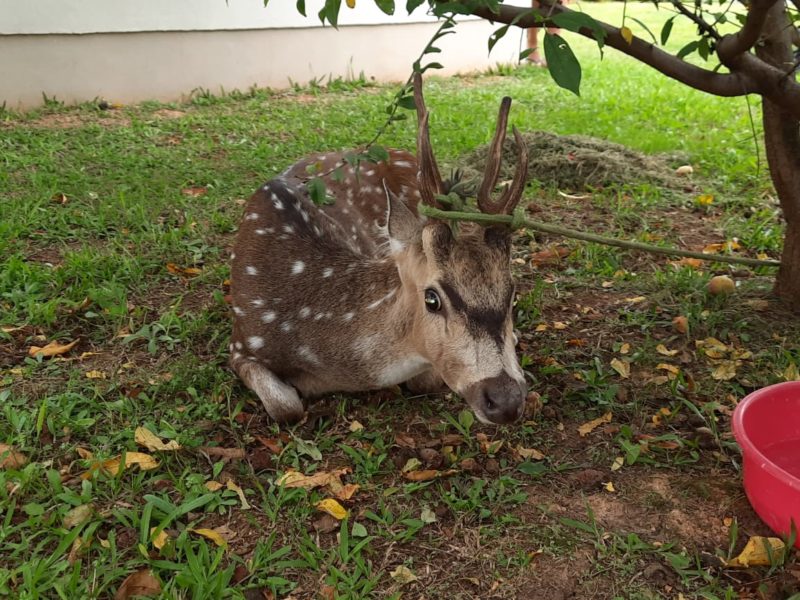 Cervo &eacute; da esp&eacute;cie Axis e &eacute; considerado invasor por n&atilde;o pertencer &agrave; fauna nativa – Foto: PMA/Divulga&ccedil;&atilde;o/ND