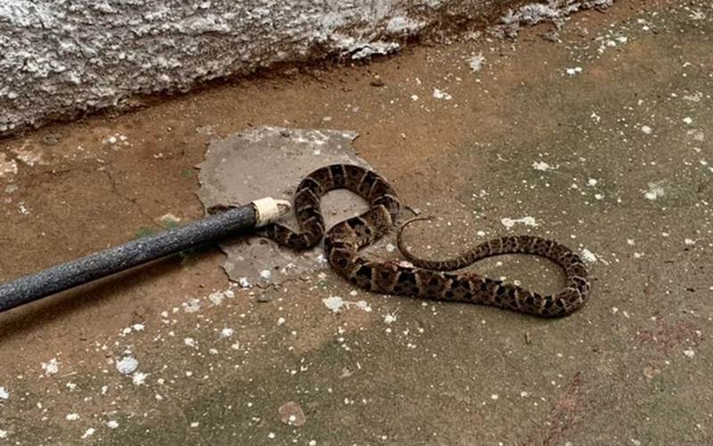 Cobra estava embaixo da mesa onde a crian&ccedil;a estava – Foto: Reprodu&ccedil;&atilde;o/ND