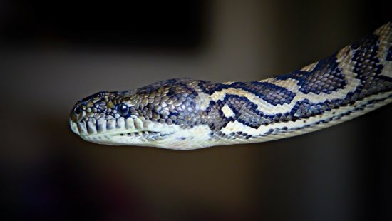 V Deo Flagrante Surpreendente Mostra Cobra Venenosa Dando Cria A