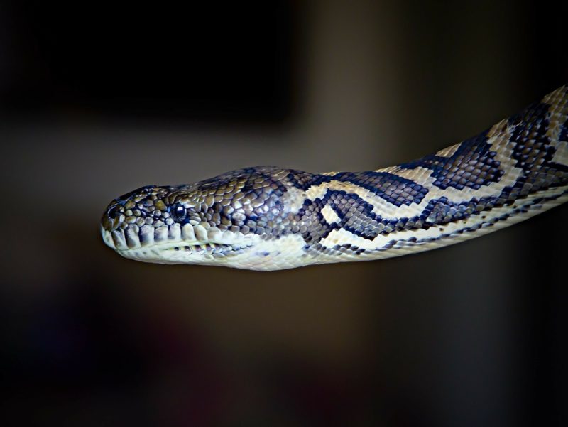 A cobra n&atilde;o era bem uma cobra – Foto: Pixabay