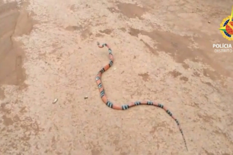 A cobra coral de pequeno porte foi encontrada por banhistas na manh&atilde; deste domingo (20) – Foto: Redes sociais