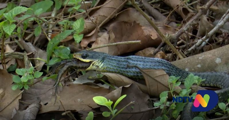 Operador de c&acirc;mera da NDTV Record TV Joinville flagrou a&ccedil;&atilde;o r&aacute;pida da cobra – Foto: Thiago Bonin/NDTV