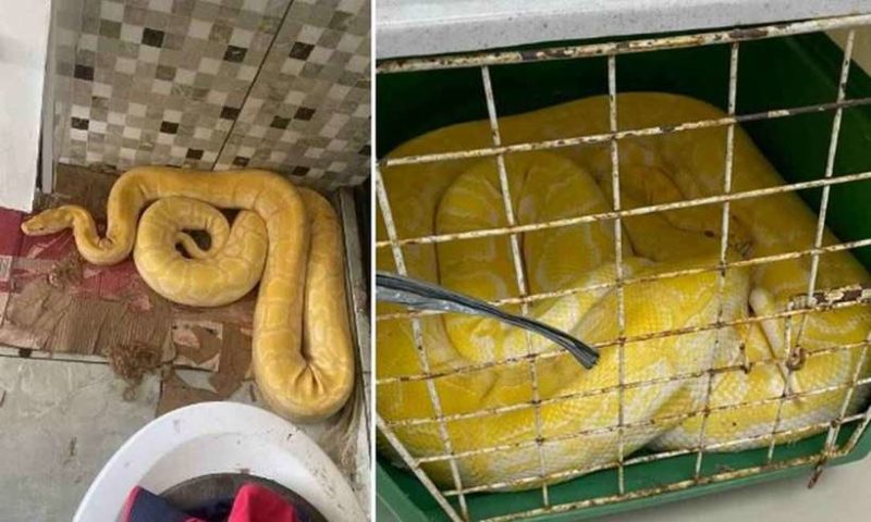 Cobra rara foi apreendida pela Pol&iacute;cia Civil do RJ – Foto: PCRJ/Divulga&ccedil;&atilde;o/ND