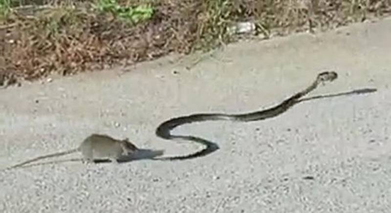 V&iacute;deo mostra rata lutando contra cobra para salvar filhote – Foto: Reprodu&ccedil;&atilde;o/Internet