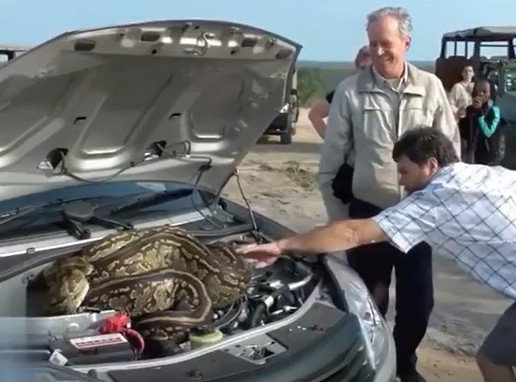 V&iacute;deo mostra o momento em que um homem cutuca a serpente – Foto: Reprodu&ccedil;&atilde;o/ND