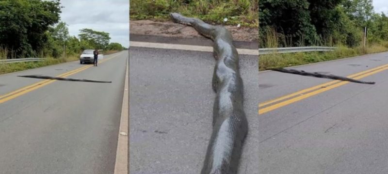 Cobra estava atravessando a rodovia no momento do flagrante – Foto: Tailan Barros/ND
