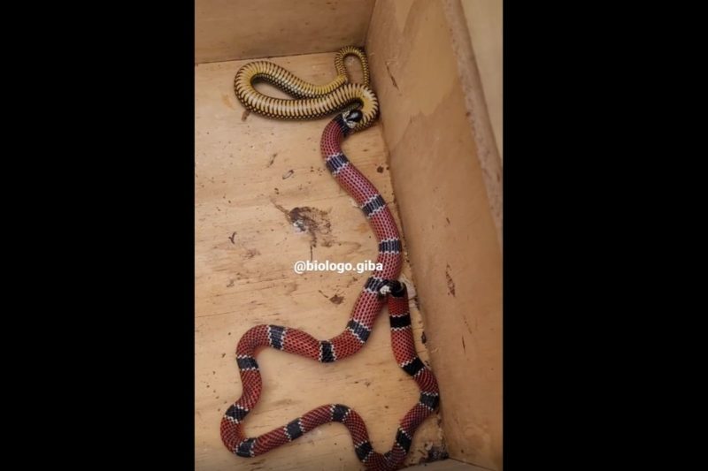 Coral-verdadeira “devolveu” uma cobra-d’&aacute;gua em Jaragu&aacute; do Sul – Foto: Bi&oacute;logo Giba/Reprodu&ccedil;&atilde;o