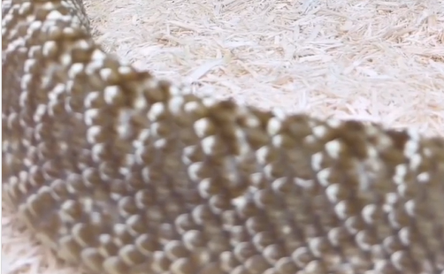 Uma das cobras mais venenosas do Brasil é flagrada em momento íntimo