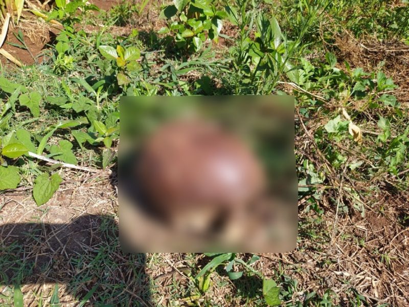 Cr&acirc;nio humano com cabelos e dentes &eacute; achado em Chapec&oacute; &mdash; Foto: PM/Divulga&ccedil;&atilde;o/ND