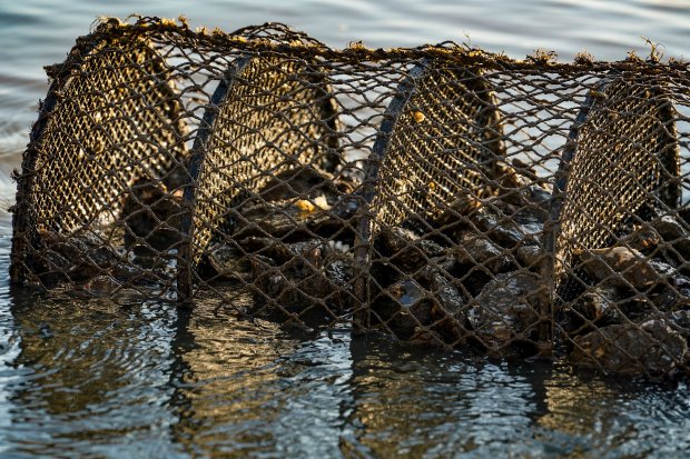 Cultivo de moluscos bivalves como ostras e mexilhões na Grande Florianópolis