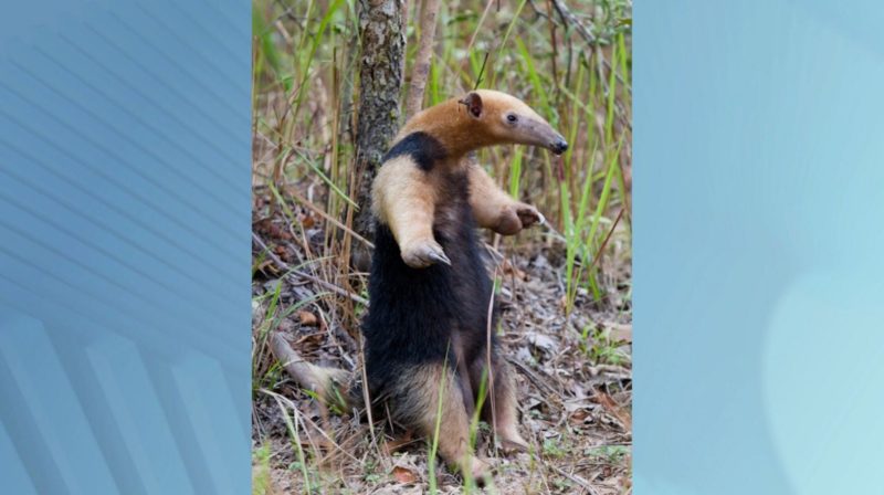 O animal estava dentro de uma casa em Gaspar – Foto: Corpo de Bombeiros de Gaspar/Divulga&ccedil;&atilde;o/ND