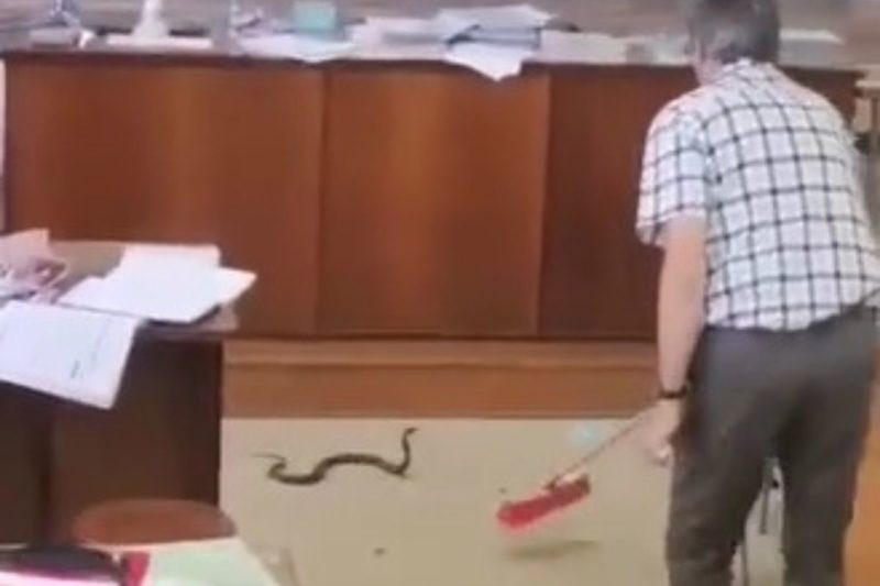 Aluno flagrou professor varrendo cobra venenosa de sala de aula – Foto: Reprodu&ccedil;&atilde;o/TikTok