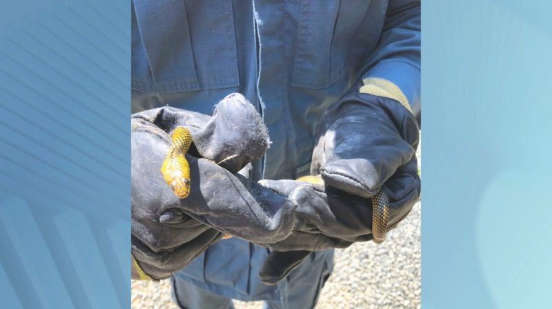 Cobra dormideira &eacute; encontra em garagem de casa no bairro Tiroleses, em Timb&oacute; – Foto: Corpo de Bombeiros de Timb&oacute;