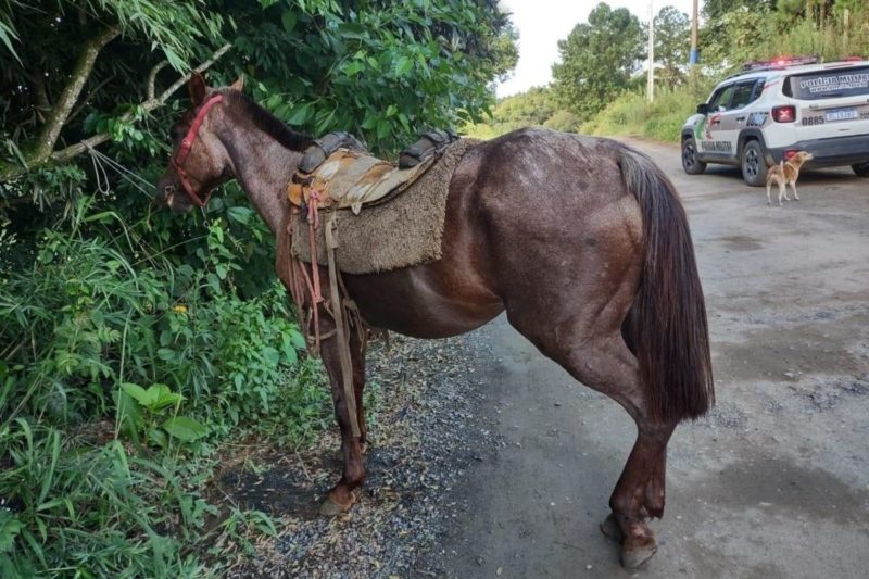 Animal havia sido levado de propriedade h&aacute; dois meses – Foto: PM/Divulga&ccedil;&atilde;o