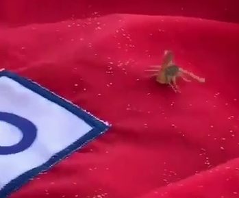 Escorpi&atilde;o amarelo foi flagrado na Praia Brava – Foto: Reprodu&ccedil;&atilde;o/Internet